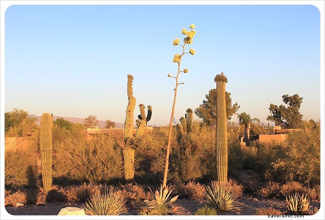 Essai photo : les saguaros du sud de l Arizona