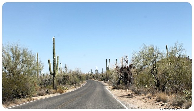 Essai photo : les saguaros du sud de l Arizona