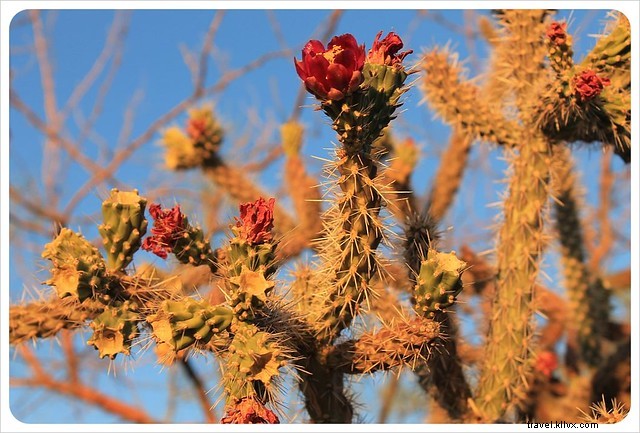 Essai photo : les saguaros du sud de l Arizona