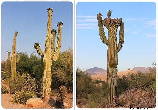 Essai photo : les saguaros du sud de l Arizona