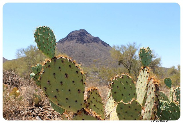 Essai photo : les saguaros du sud de l Arizona