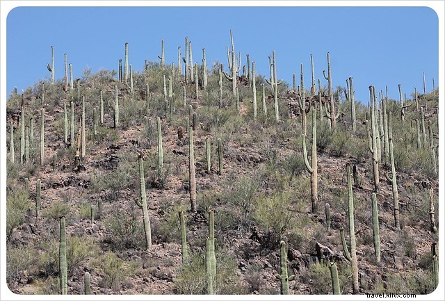Essai photo : les saguaros du sud de l Arizona