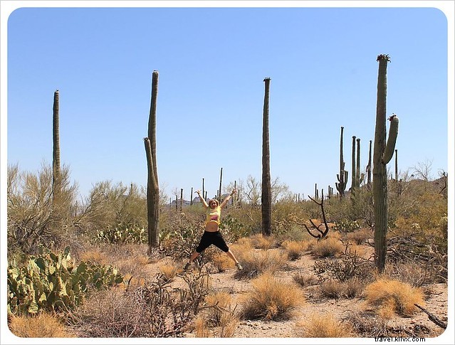 Essai photo : les saguaros du sud de l Arizona