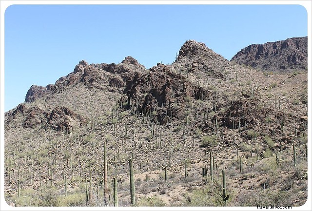 Essai photo : les saguaros du sud de l Arizona