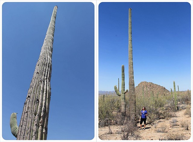 Essai photo : les saguaros du sud de l Arizona
