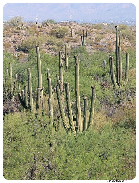 Essai photo : les saguaros du sud de l Arizona