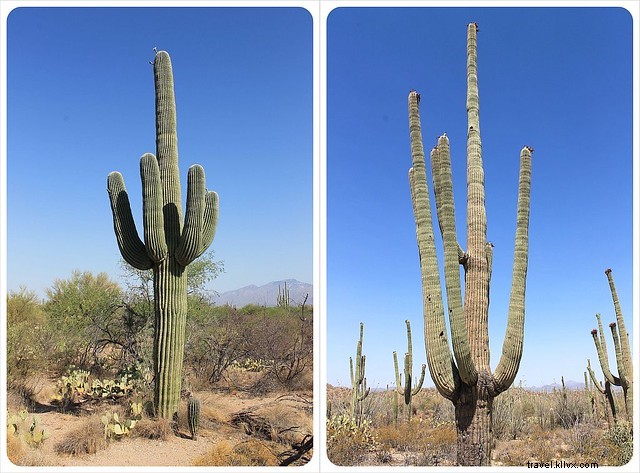 Essai photo : les saguaros du sud de l Arizona