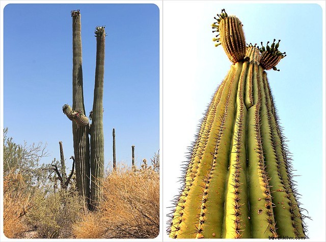 Essai photo : les saguaros du sud de l Arizona