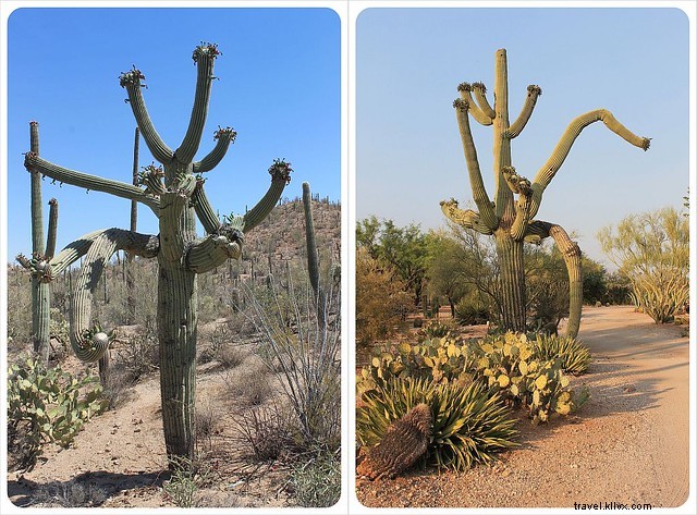 Essai photo : les saguaros du sud de l Arizona