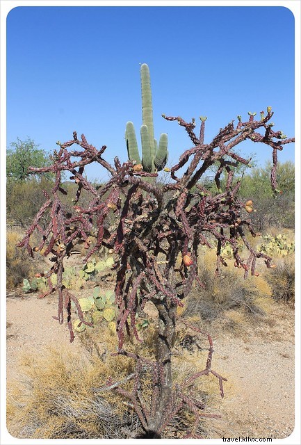 Essai photo : les saguaros du sud de l Arizona