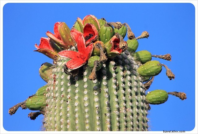 Essai photo : les saguaros du sud de l Arizona