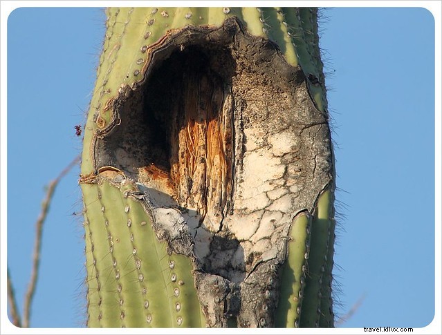 Essai photo : les saguaros du sud de l Arizona