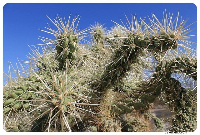 Essai photo : les saguaros du sud de l Arizona