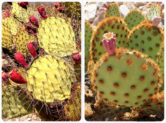Essai photo : les saguaros du sud de l Arizona