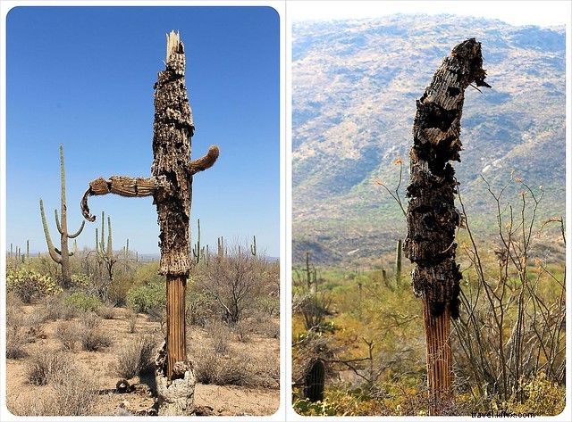 Essai photo : les saguaros du sud de l Arizona