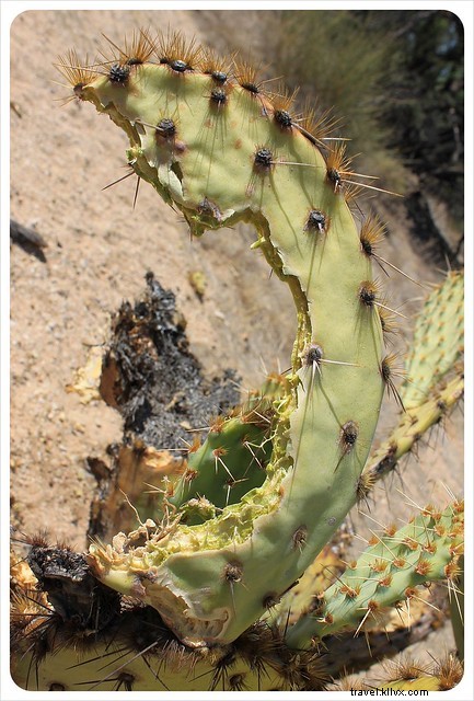 Essai photo : les saguaros du sud de l Arizona