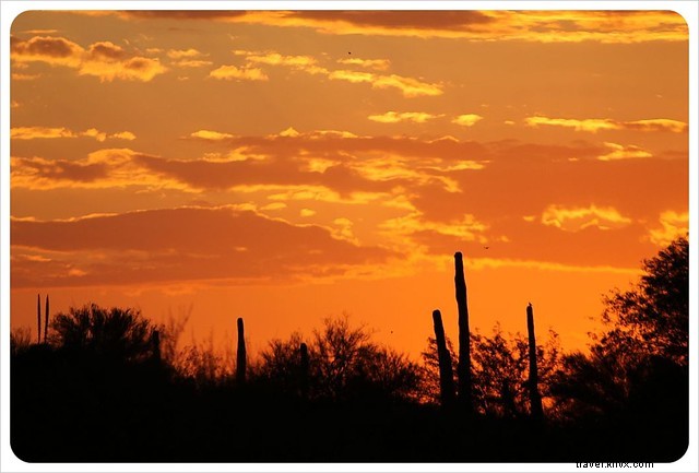 Essai photo : les saguaros du sud de l Arizona