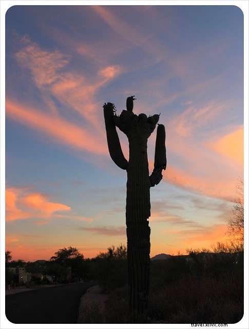 Essai photo : les saguaros du sud de l Arizona
