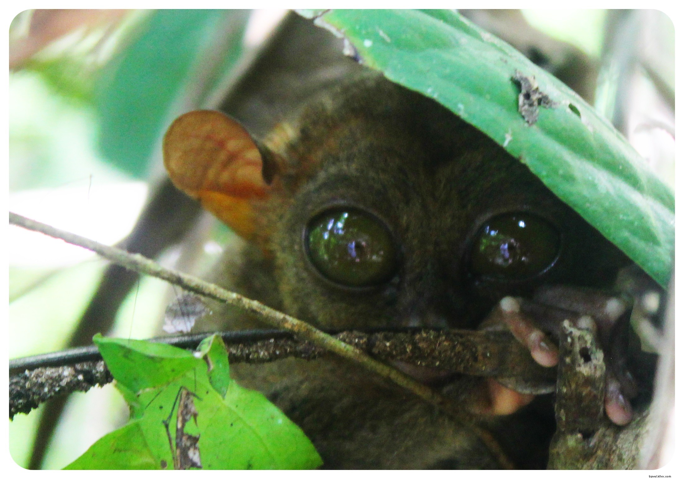 Tarsiers et collines de chocolat à Bohol, Philippines