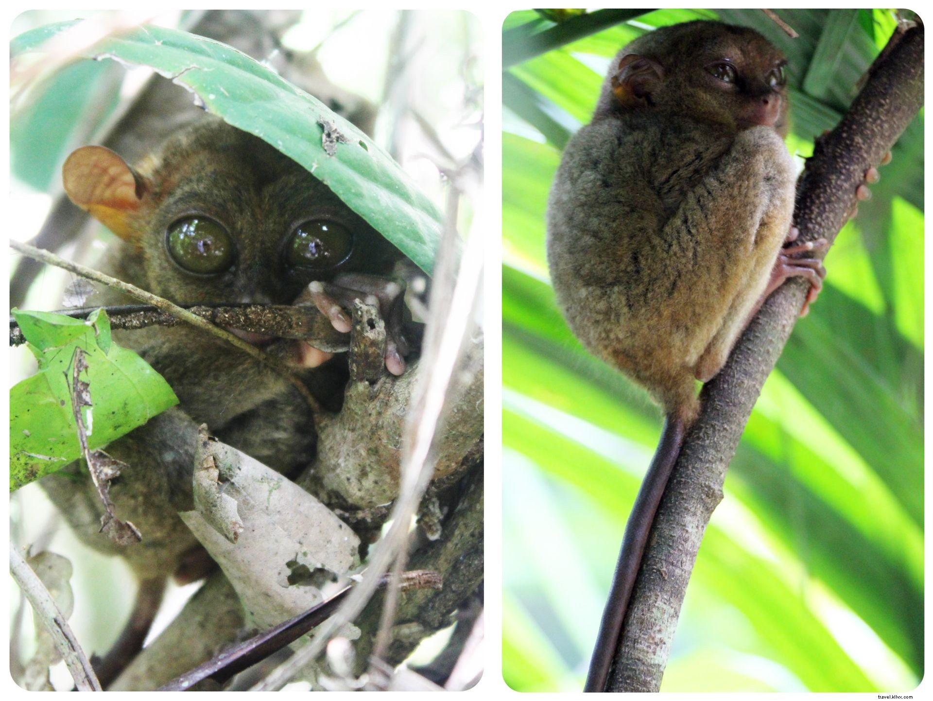 Tarsiers et collines de chocolat à Bohol, Philippines