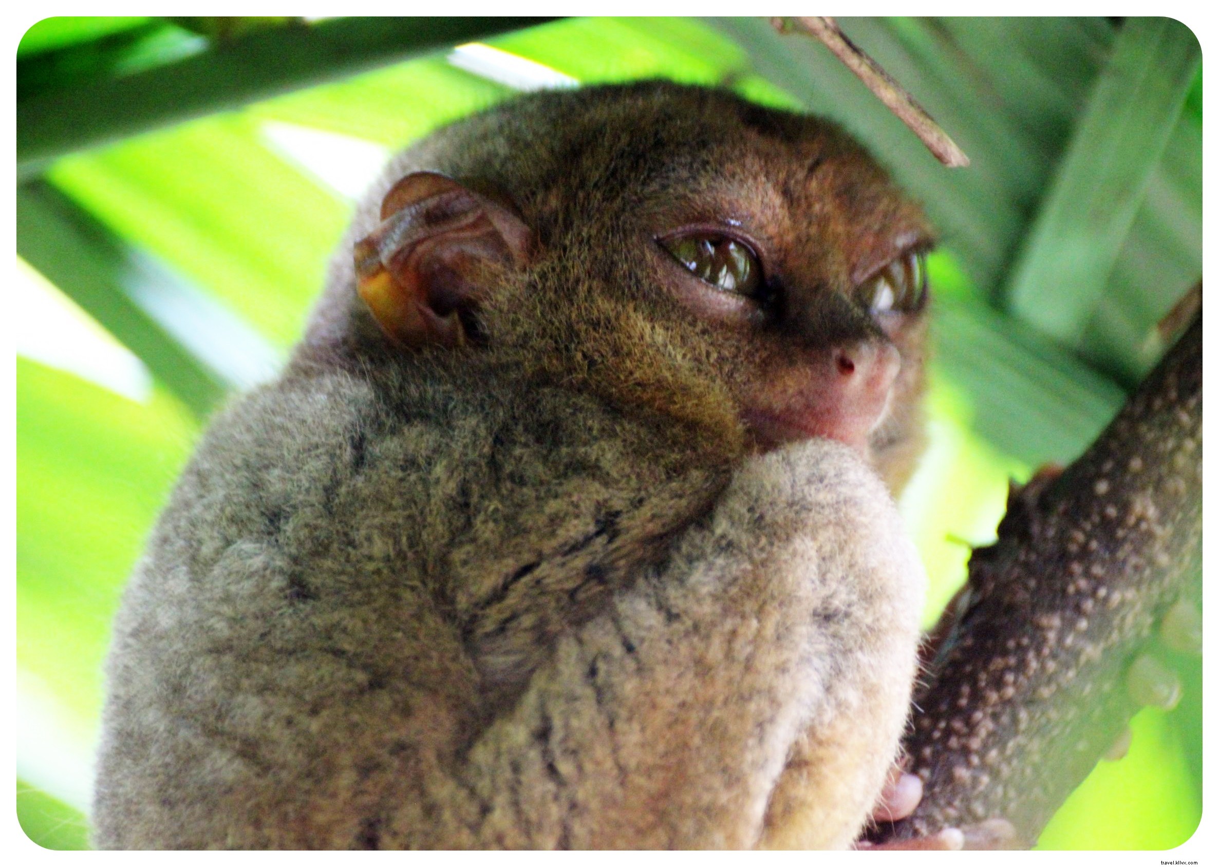 Tarsiers et collines de chocolat à Bohol, Philippines