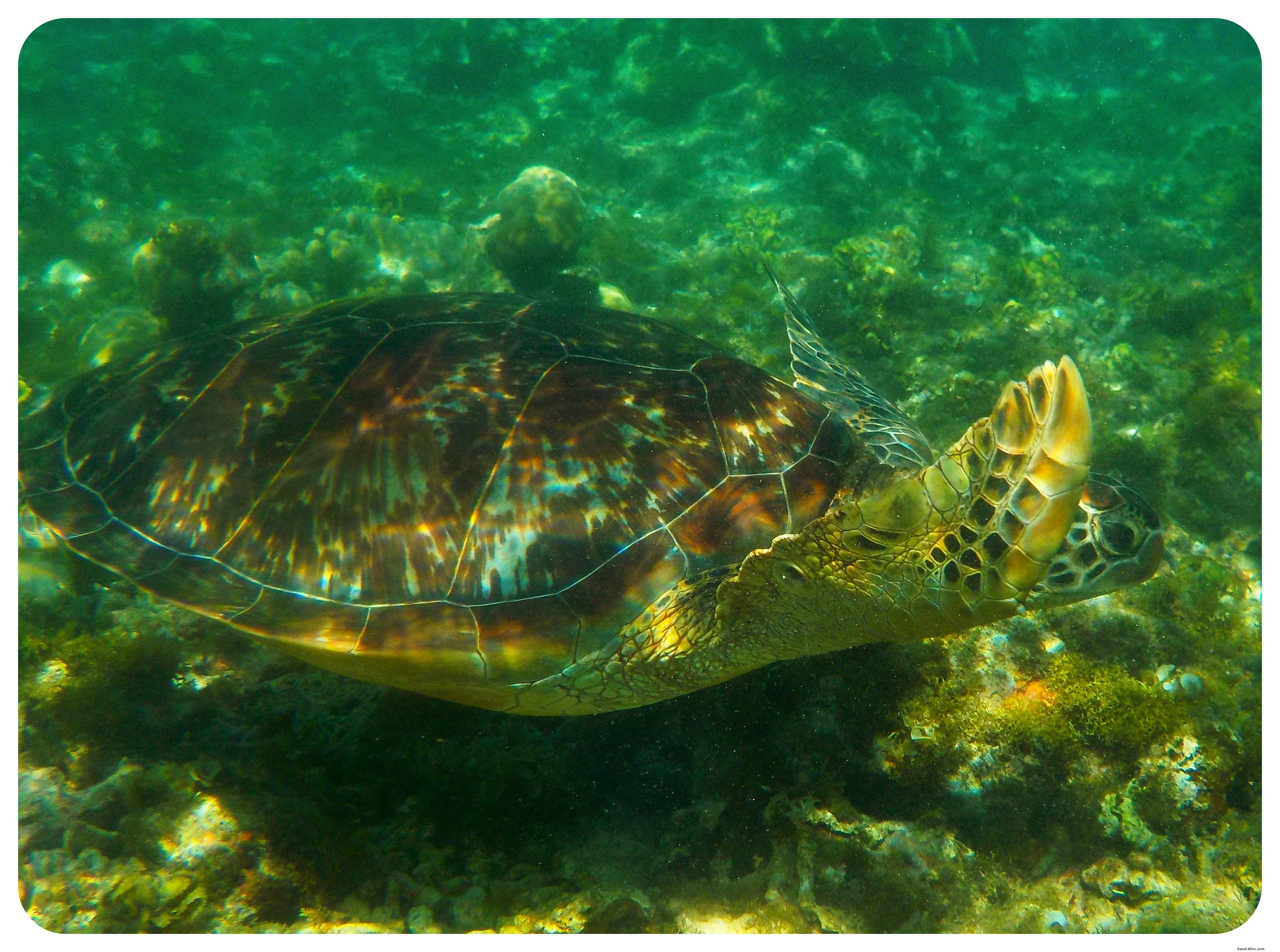 Plongée avec les tortues de mer à l île d Apo