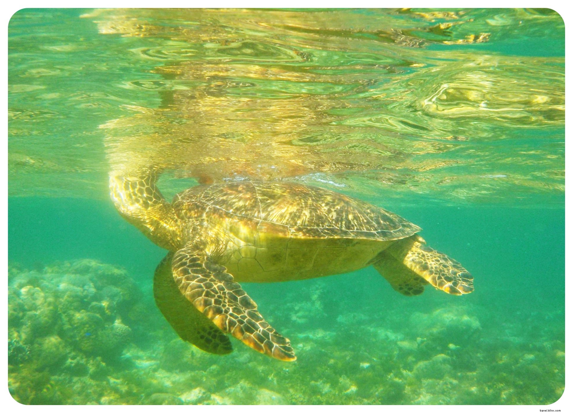 Plongée avec les tortues de mer à l île d Apo