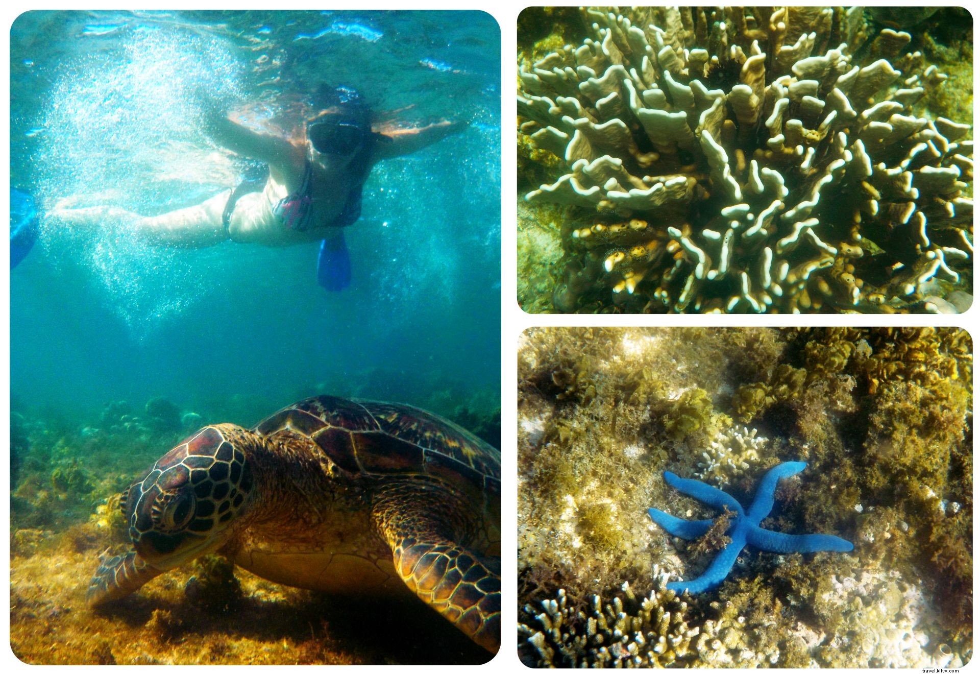 Plongée avec les tortues de mer à l île d Apo