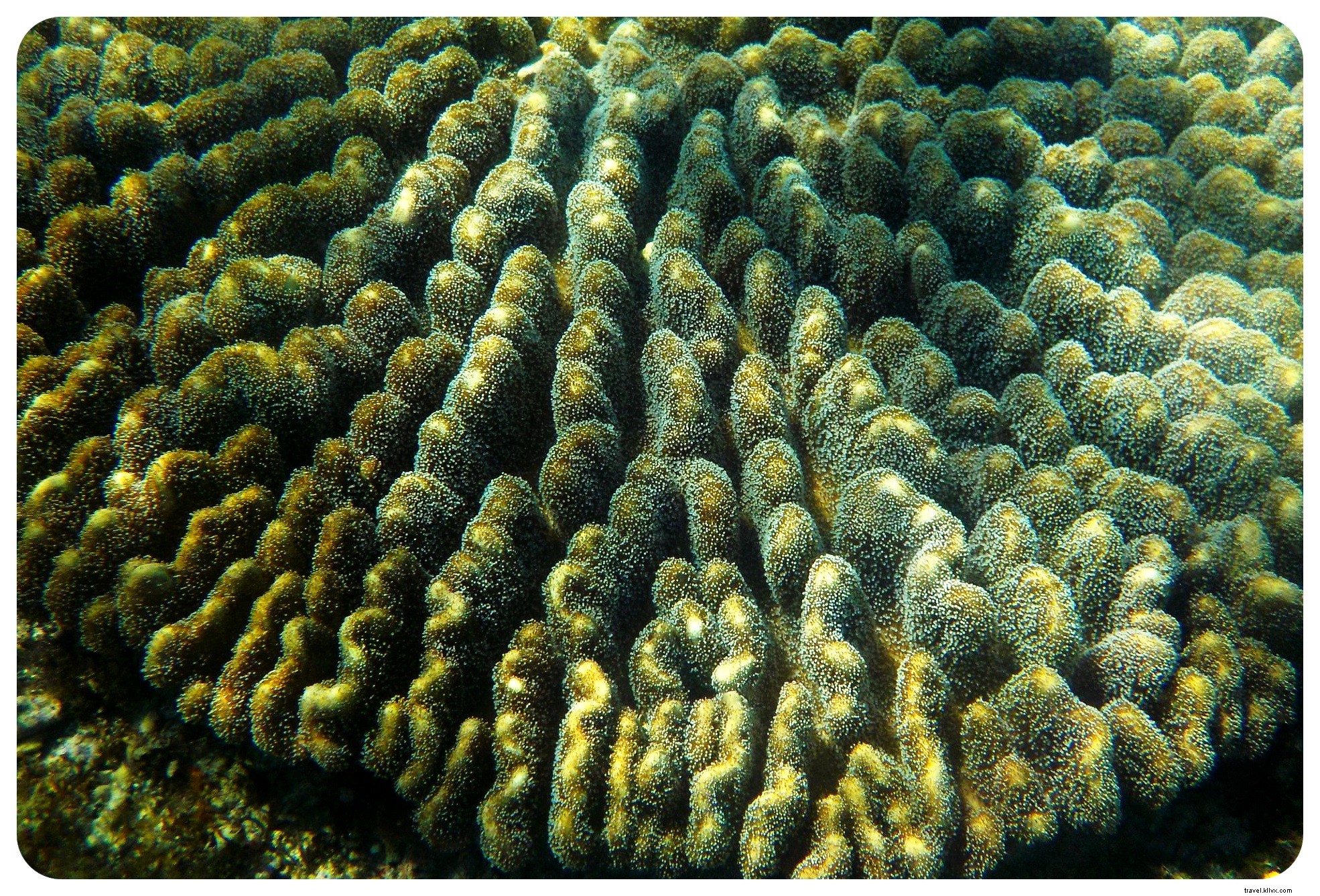 Plongée avec les tortues de mer à l île d Apo