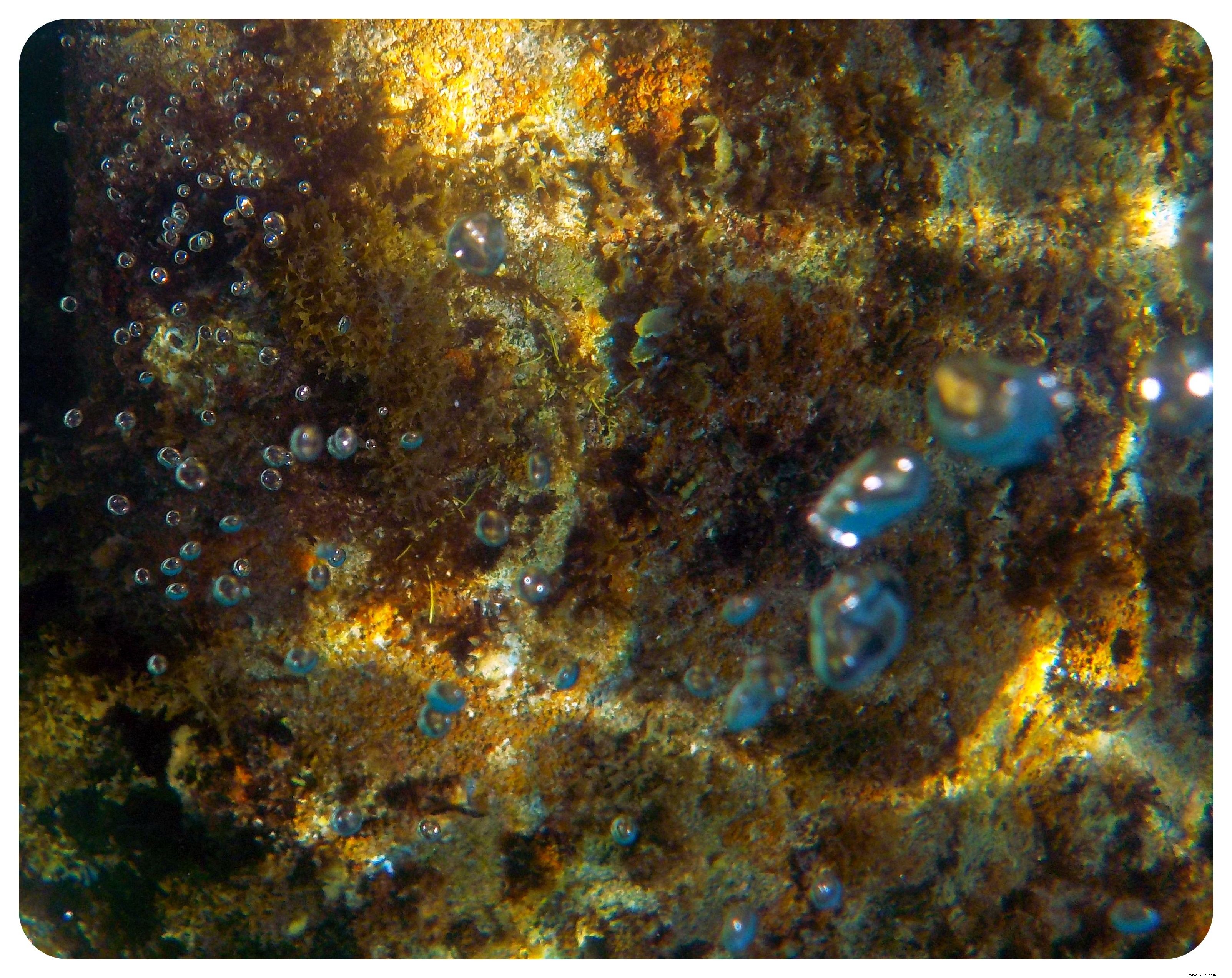 Plongée avec les tortues de mer à l île d Apo