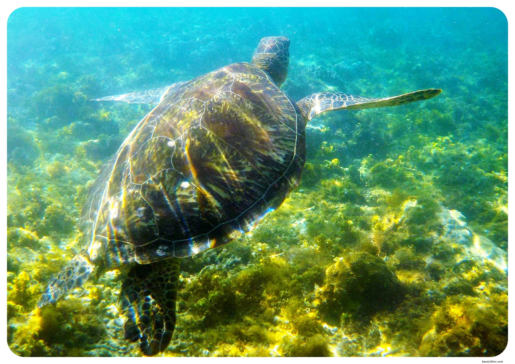 Plongée avec les tortues de mer à l île d Apo