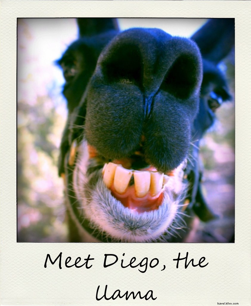 Polaroïd de la semaine : rencontrez Diego, le lama