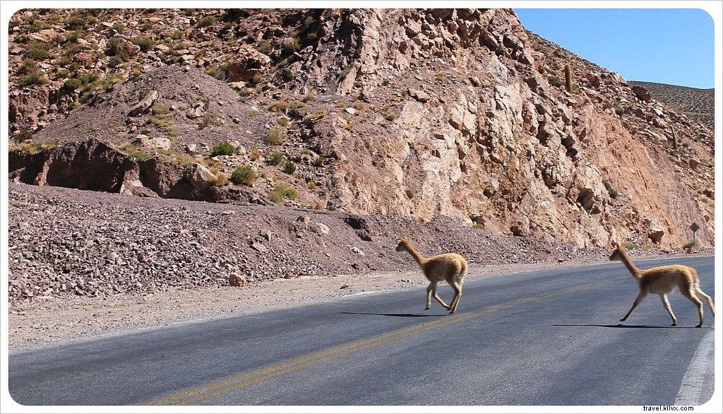 À travers le verre : scènes de route en Argentine