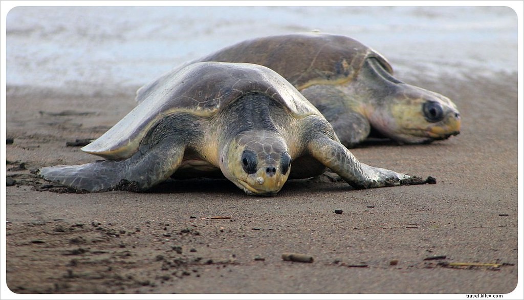 L arribada des tortues à Ostional, Costa Rica : un spectacle inoubliable