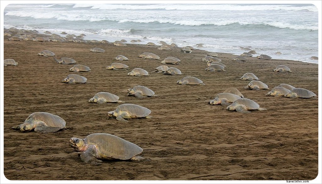 L arribada des tortues à Ostional, Costa Rica : un spectacle inoubliable