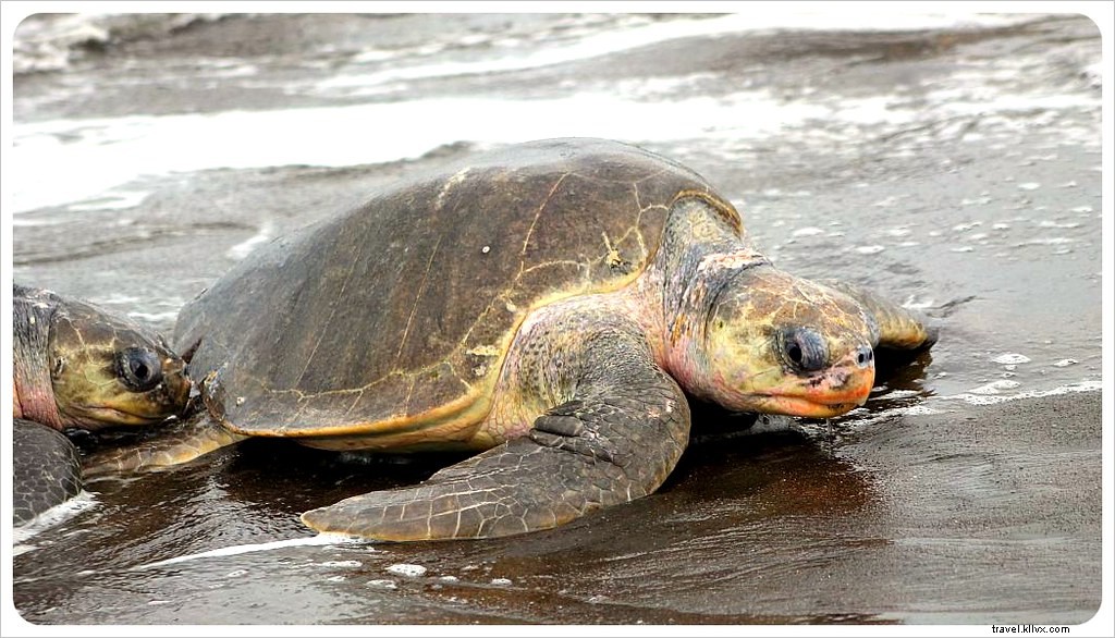 L arribada des tortues à Ostional, Costa Rica : un spectacle inoubliable