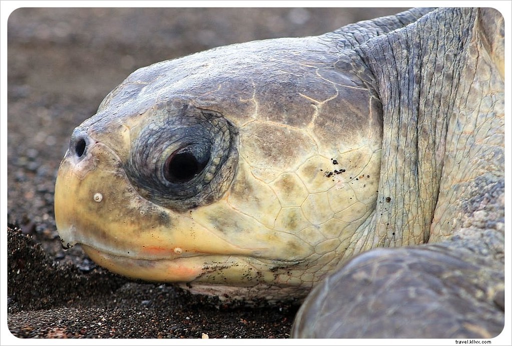 L arribada des tortues à Ostional, Costa Rica : un spectacle inoubliable