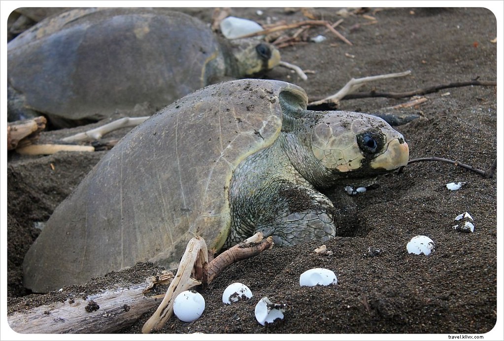 L arribada des tortues à Ostional, Costa Rica : un spectacle inoubliable