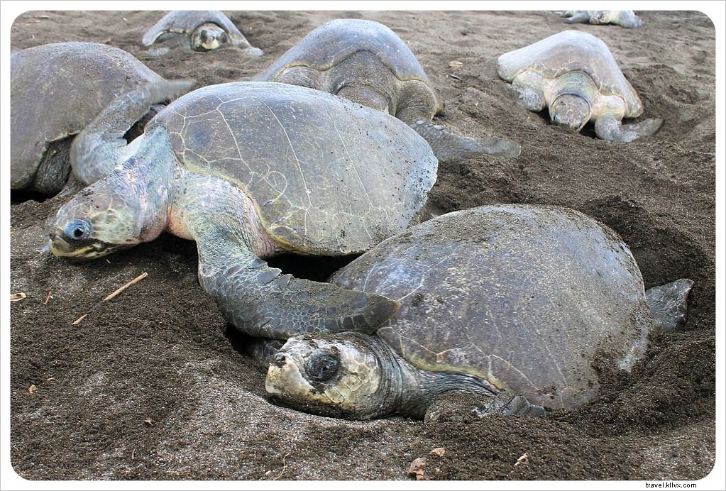 L arribada des tortues à Ostional, Costa Rica : un spectacle inoubliable