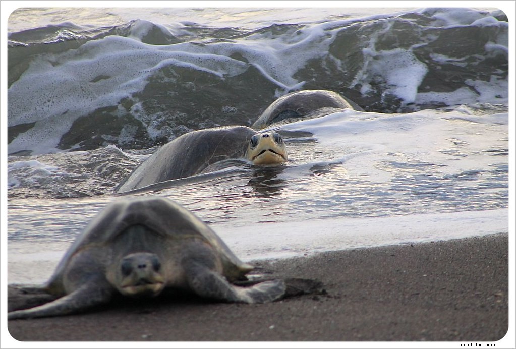 L arribada des tortues à Ostional, Costa Rica : un spectacle inoubliable