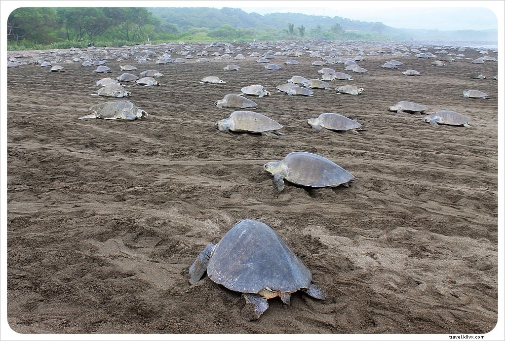 L arribada des tortues à Ostional, Costa Rica : un spectacle inoubliable