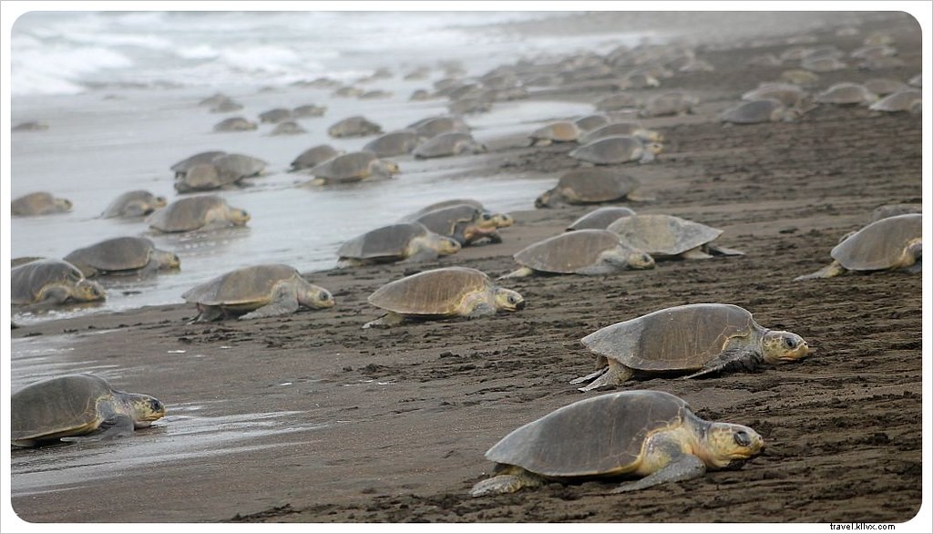 L arribada des tortues à Ostional, Costa Rica : un spectacle inoubliable