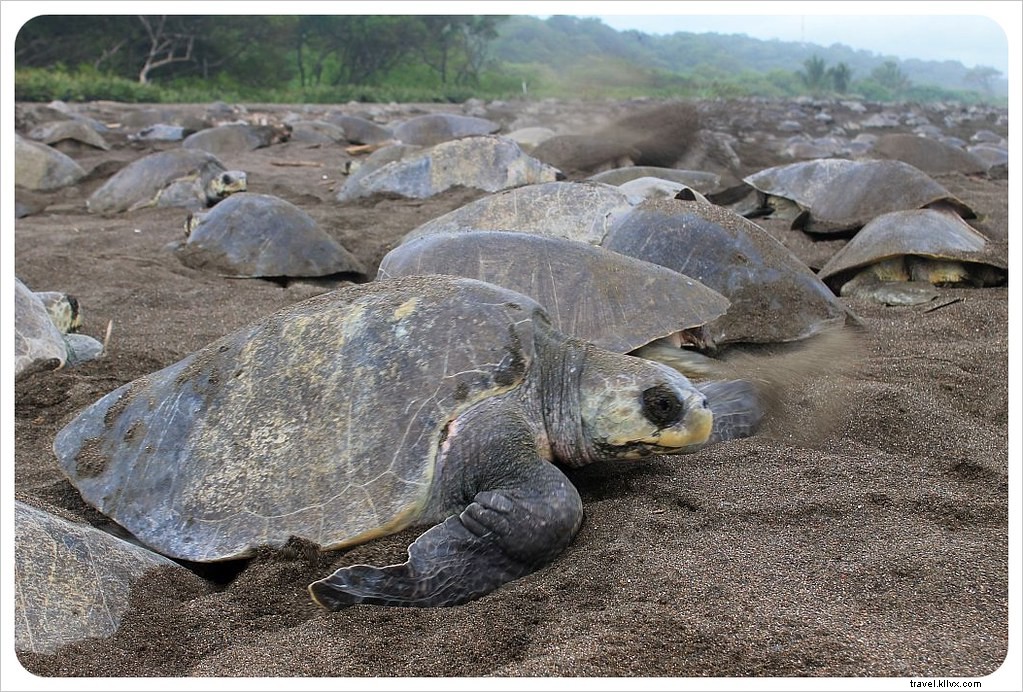 L arribada des tortues à Ostional, Costa Rica : un spectacle inoubliable
