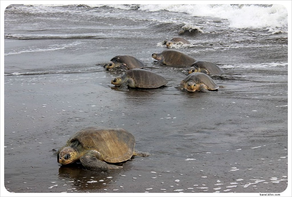 L arribada des tortues à Ostional, Costa Rica : un spectacle inoubliable