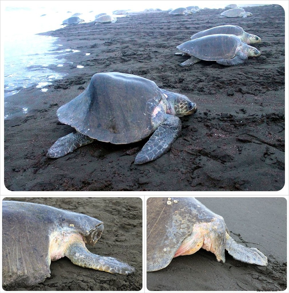 L arribada des tortues à Ostional, Costa Rica : un spectacle inoubliable