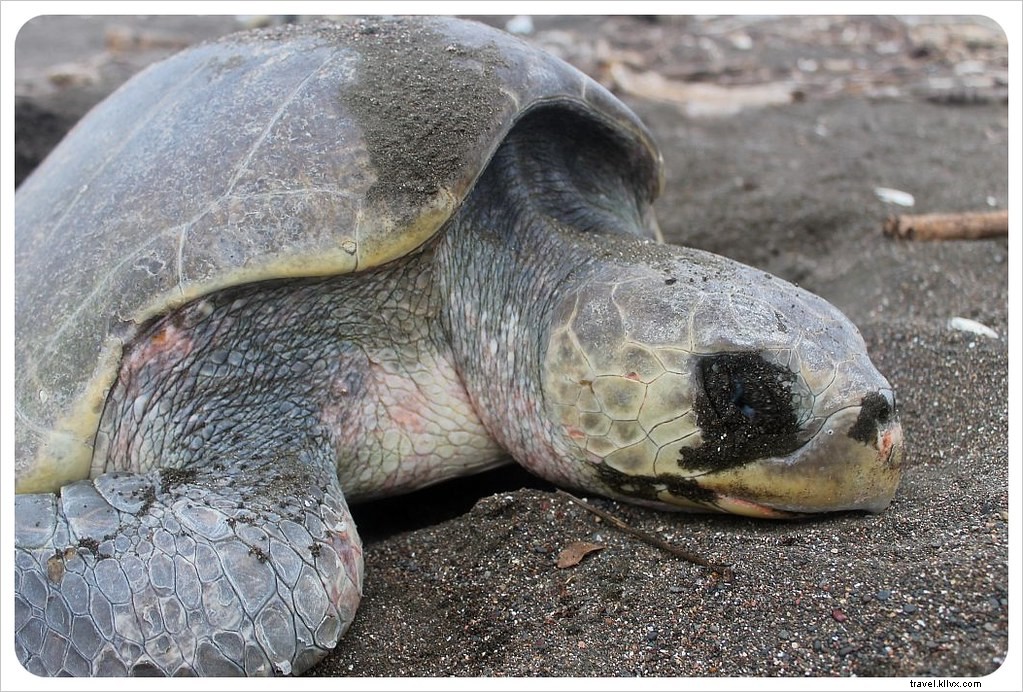 L arribada des tortues à Ostional, Costa Rica : un spectacle inoubliable
