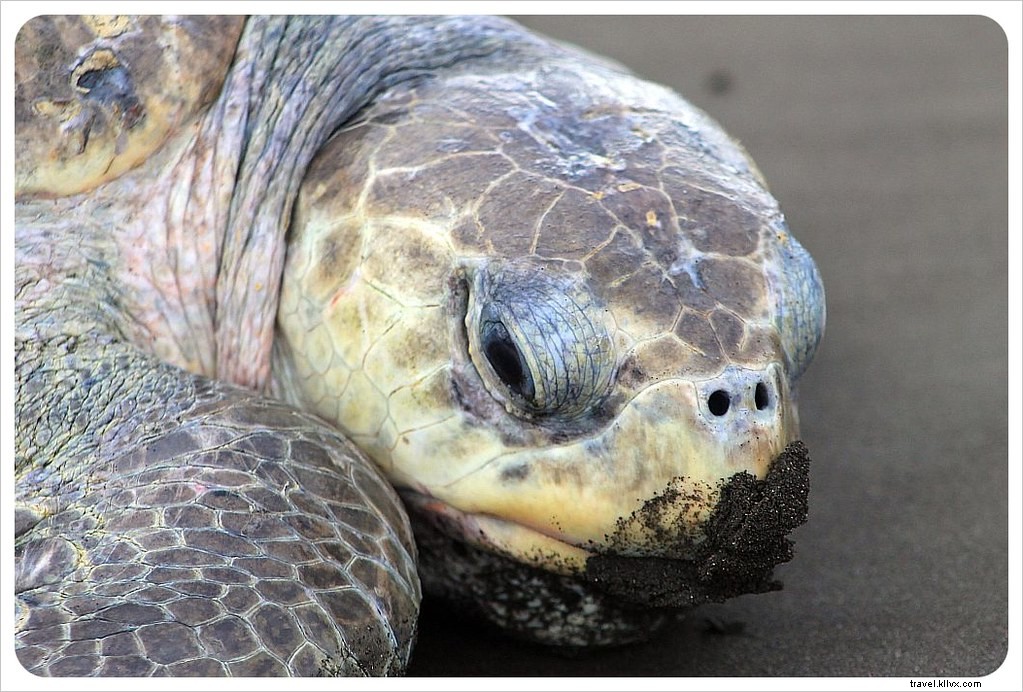 L arribada des tortues à Ostional, Costa Rica : un spectacle inoubliable