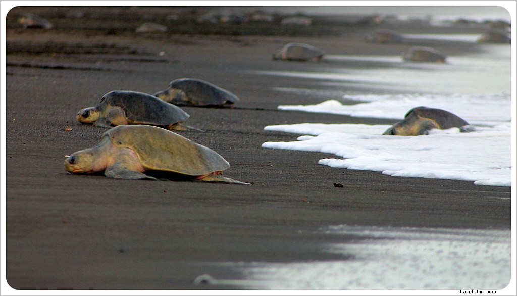 L arribada des tortues à Ostional, Costa Rica : un spectacle inoubliable