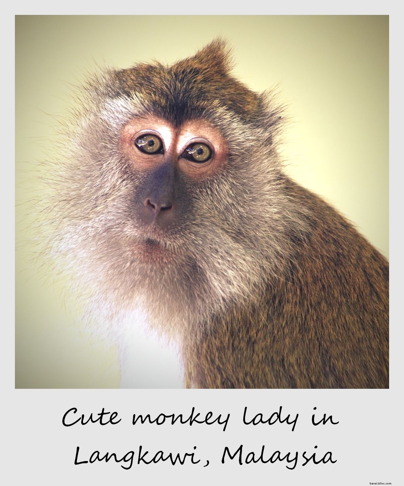 Polaroid de la semaine : Jolie femelle singe à Langkawi, Malaisie