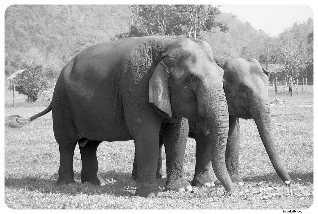 Aidez à guérir l âme d un éléphant au Elephant Nature Park de Chiang Mai